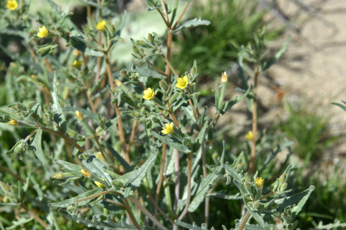 Whitestem Blazingstar is found in sandy soils on plains and along washes; it may be observed in a wide range of habitats from creosote-bush scrub to pinyon juniper woodland. Mentzelia albicaulis